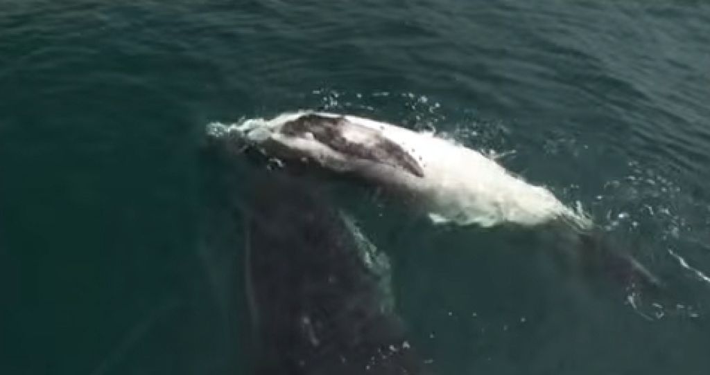 ‘She Wouldn’t Let Go’: Whale Mother Keeps Vigil Over Dead Calf 