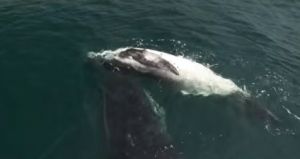 ‘She Wouldn’t Let Go’: Whale Mother Keeps Vigil Over Dead Calf 